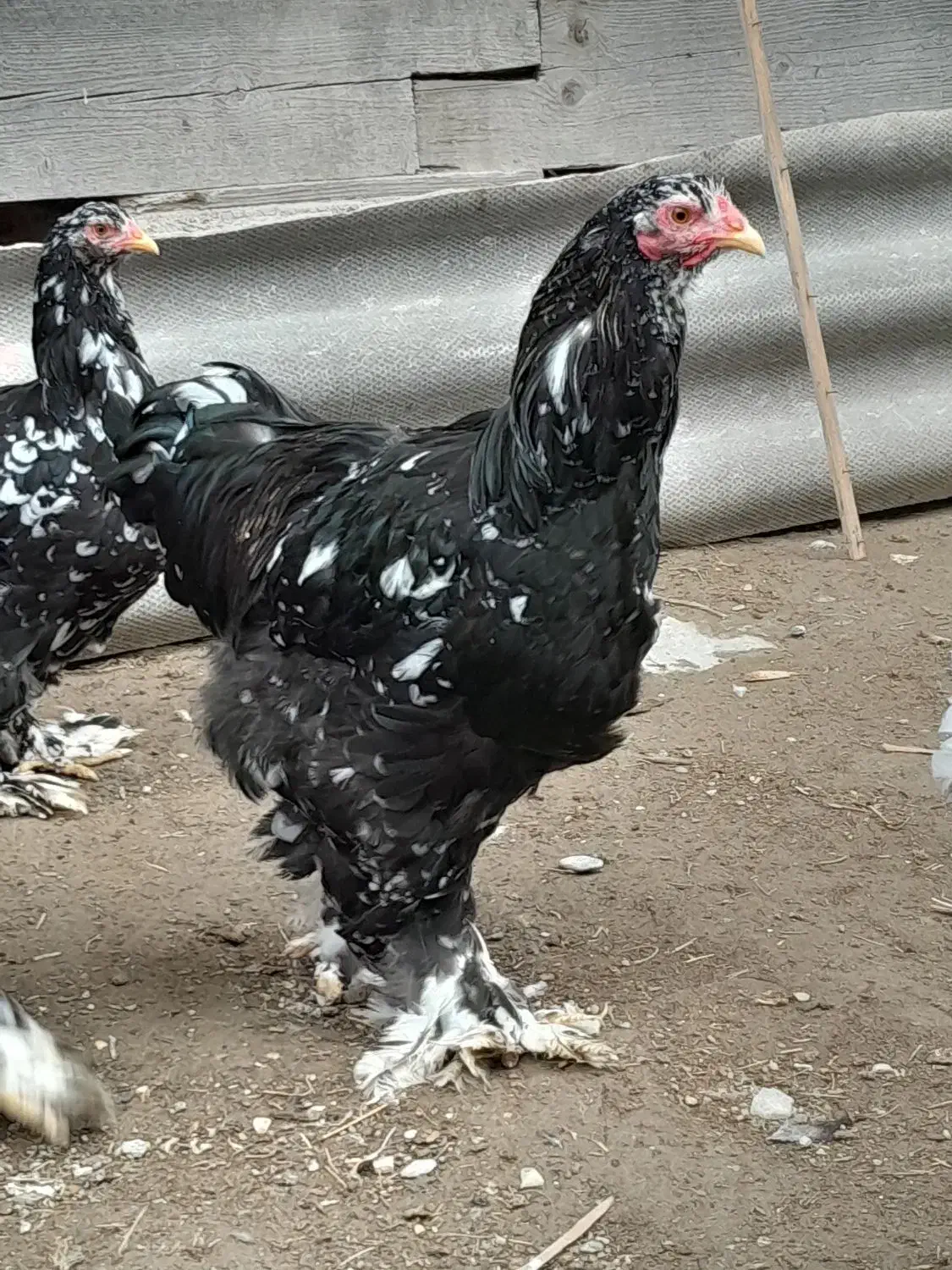 فروش دوعددخروس برهمابلک متلد|حیوانات مزرعه|گمیشان, |دیوار