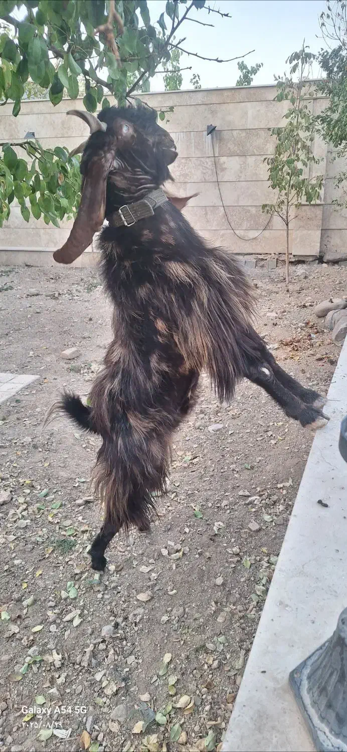 نر بز پاکستانی|حیوانات مزرعه|رودهن, |دیوار