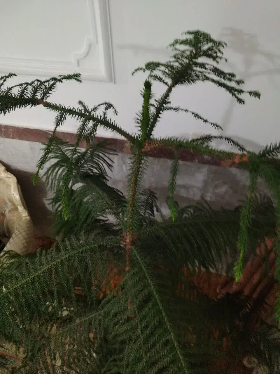 گل نوئل|گل و گیاه طبیعی|سریش آباد, |دیوار