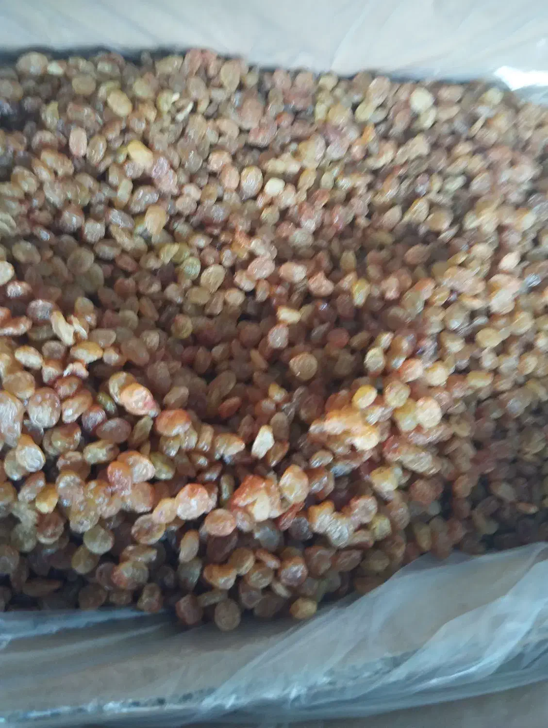 خشکبار نیروان انواع کشمش درجه یک قیمت مناسب|خوردنی و آشامیدنی|رشت, جانبازان|دیوار