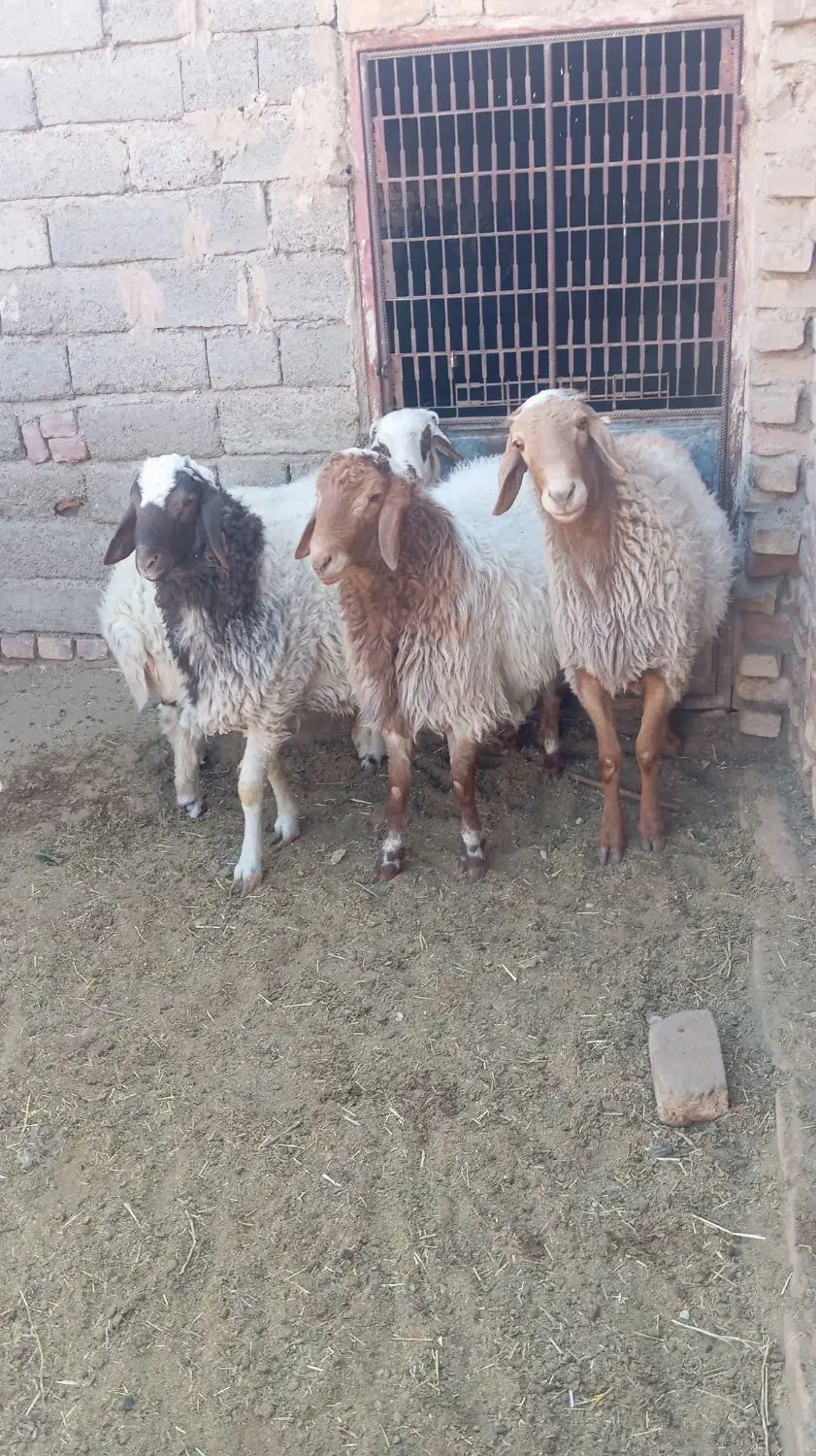 بره نر|حیوانات مزرعه|سده (خراسان جنوبی), |دیوار