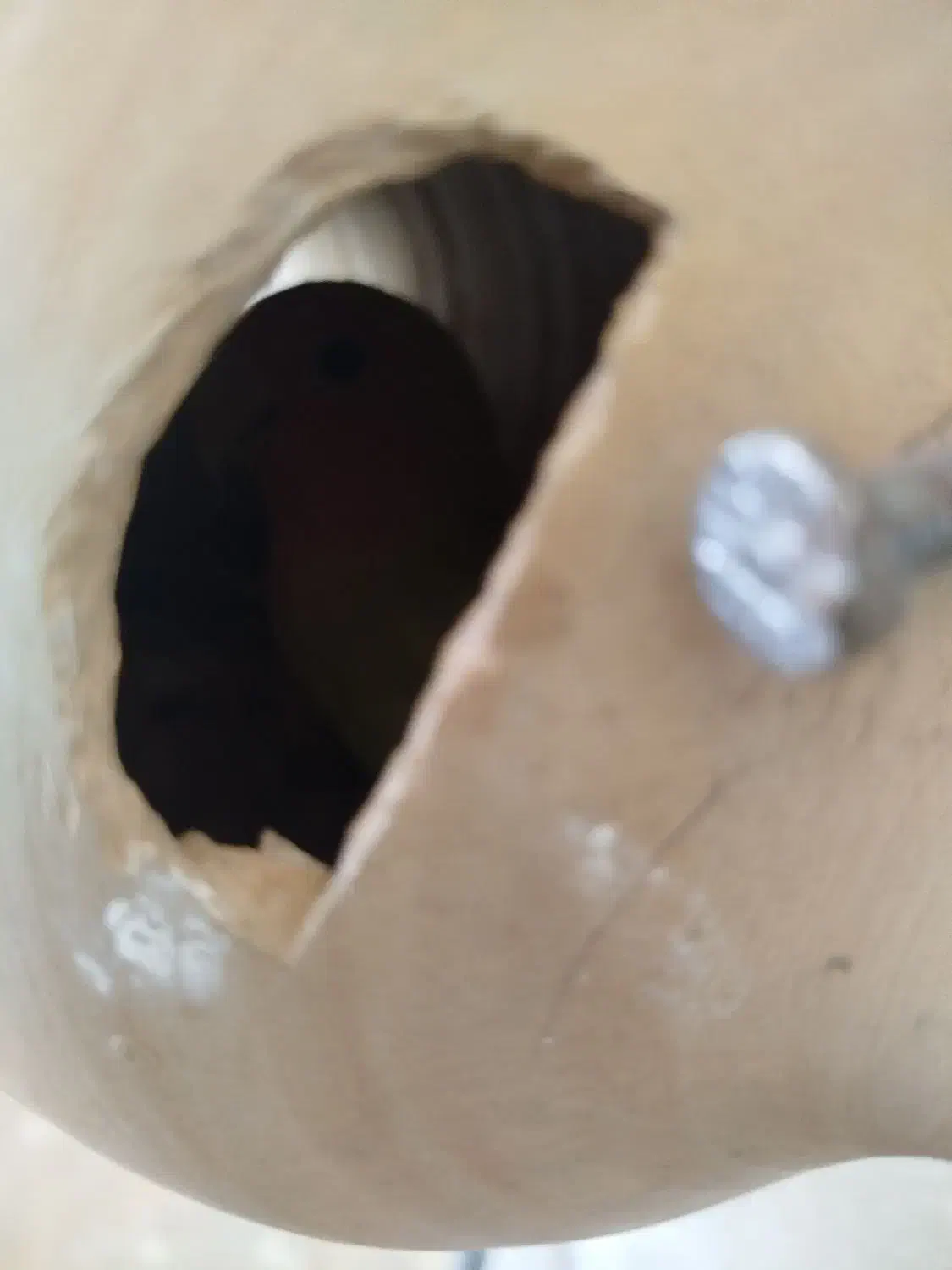 برزیلی مولد|پرنده|قروه, |دیوار