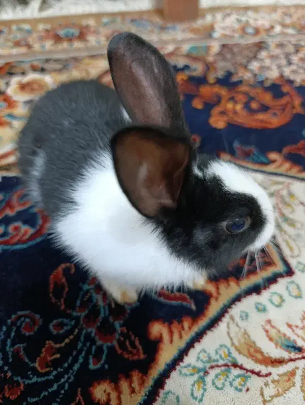 خرگوش یک ماه و نیمه|موش و خرگوش|آستانه اشرفیه, |دیوار