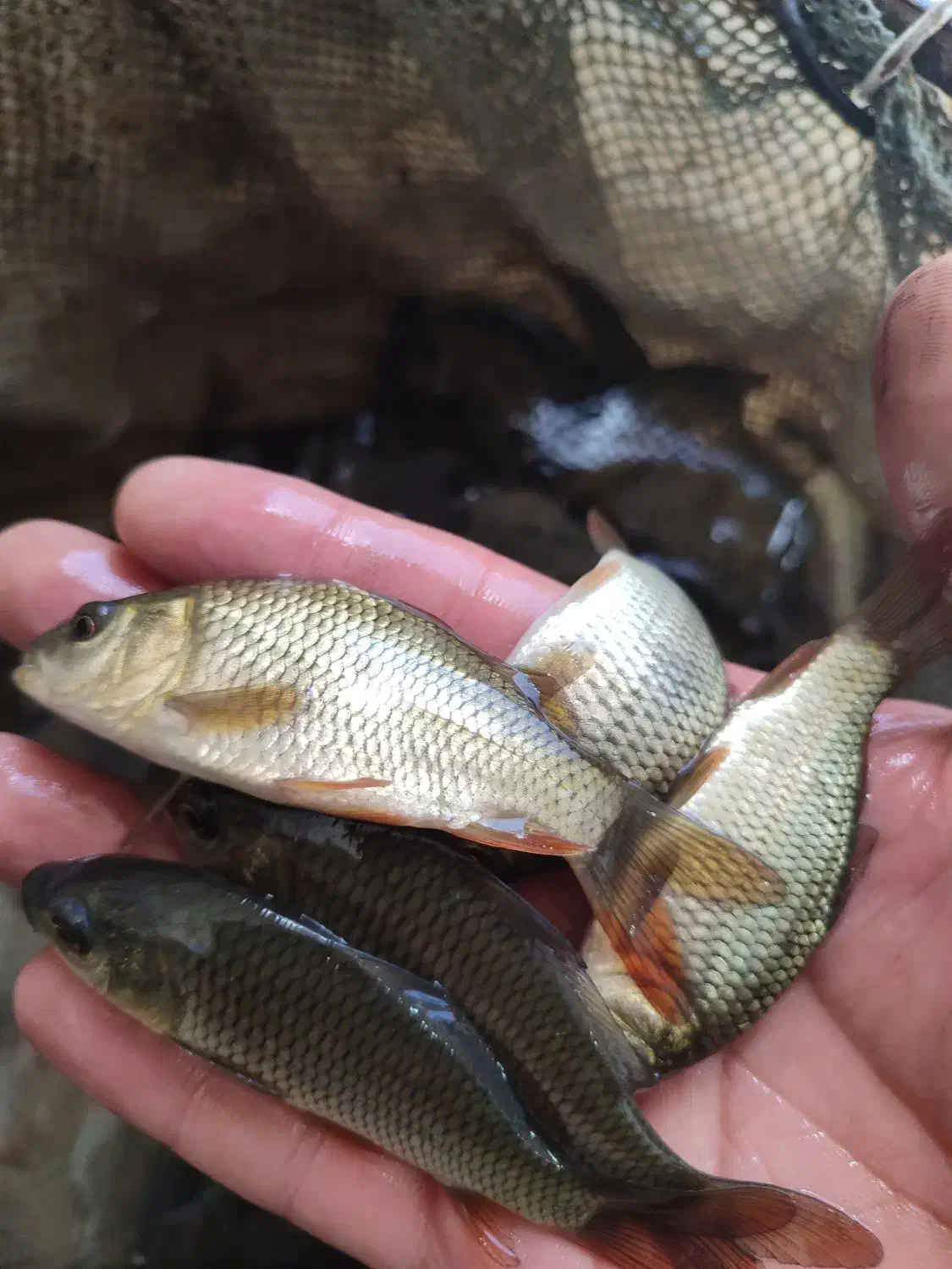 اسپلش و .ماهی کپور و امور پلیت به نرخ دولتی|ماهی|تبریز, |دیوار