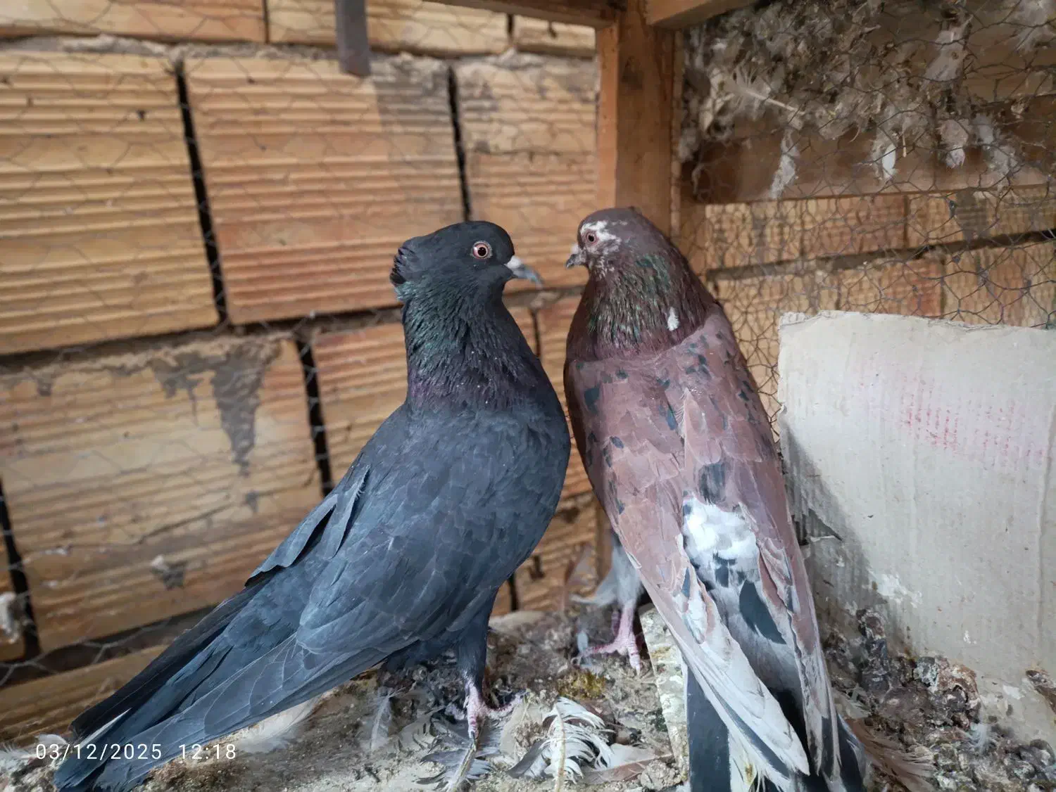 کبوتر پرشی|پرنده|کاشان, شهرک امیرالمومنین|دیوار