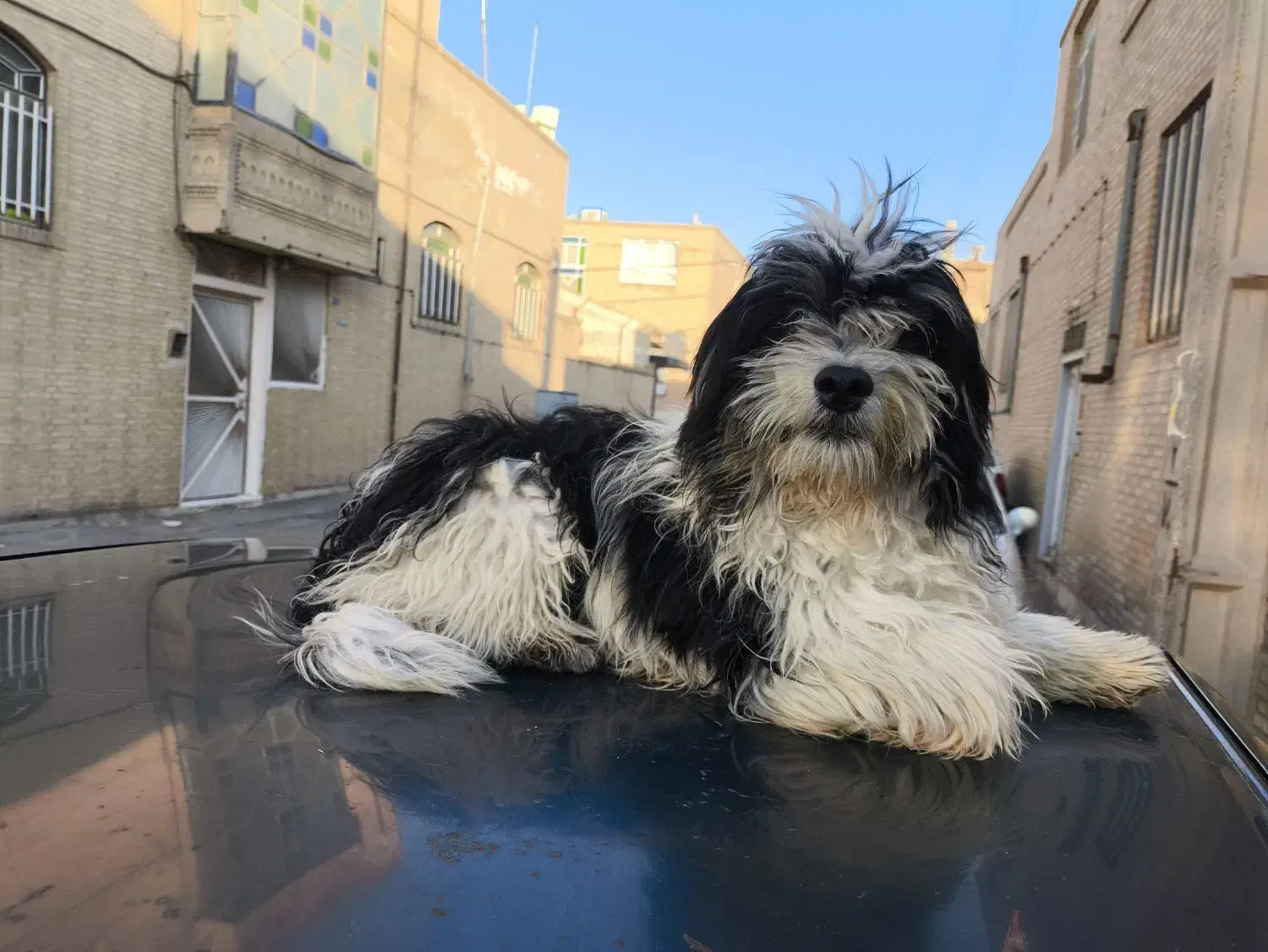 سگ شیتزو|سگ|یزد, |دیوار