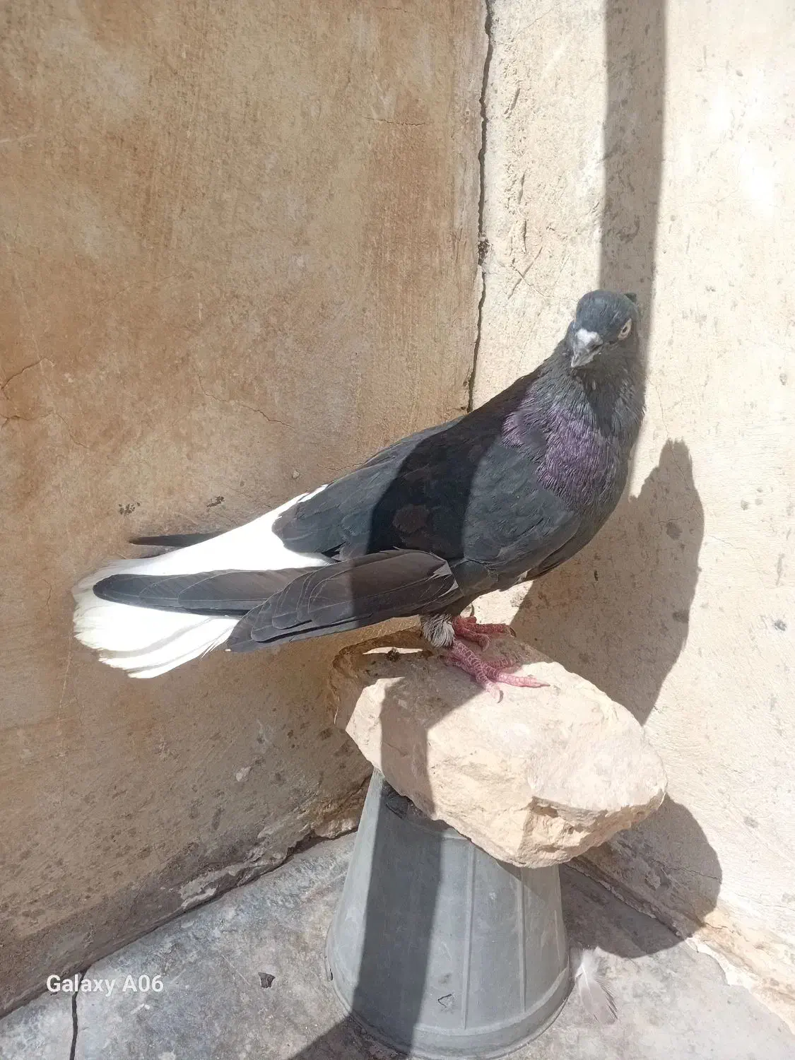رنگی شهرستانی|پرنده|مسجد سلیمان, |دیوار