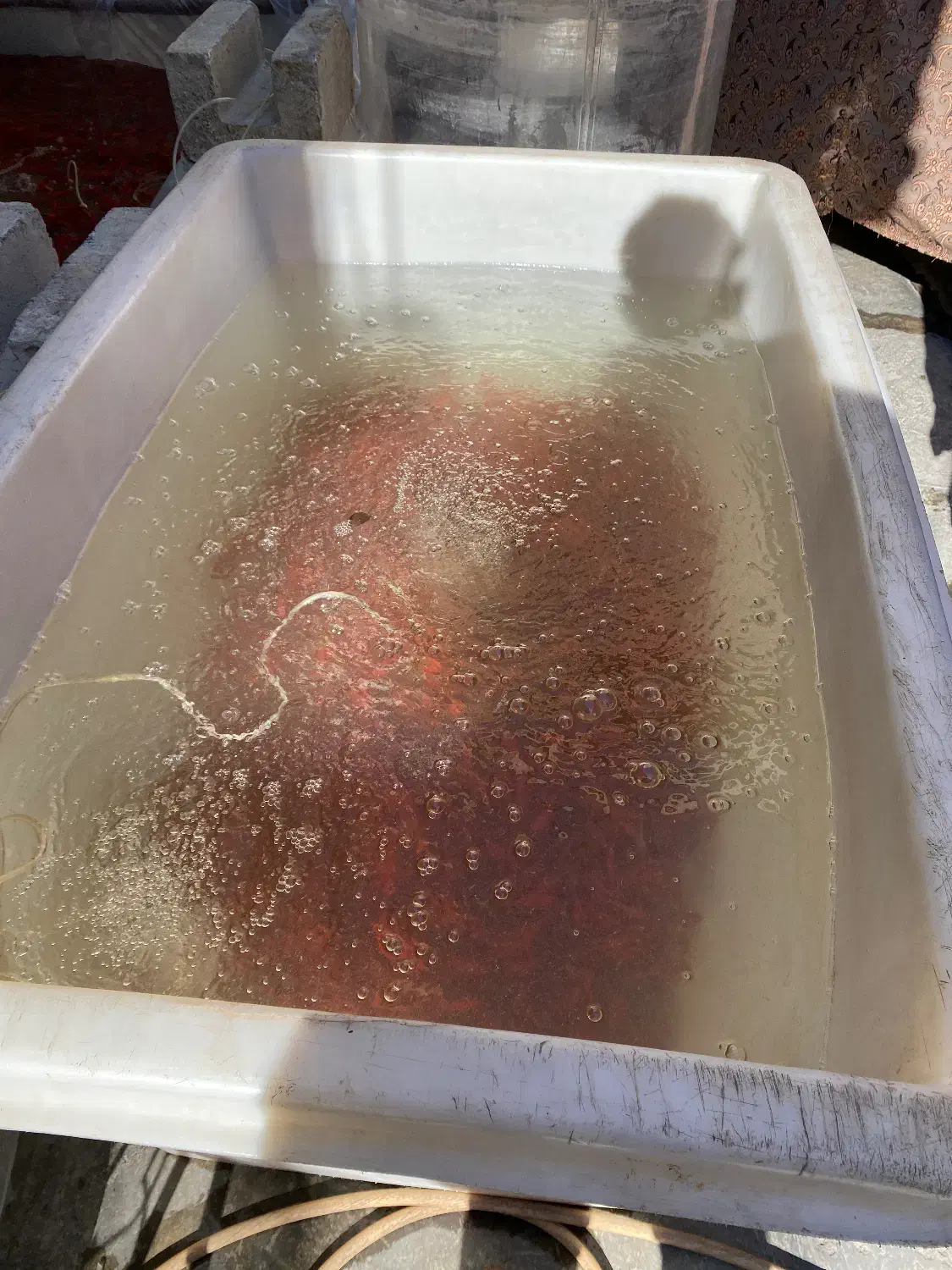 پخش عمده ماهی قرمز وتنگ|ماهی|گنبد کاووس, |دیوار