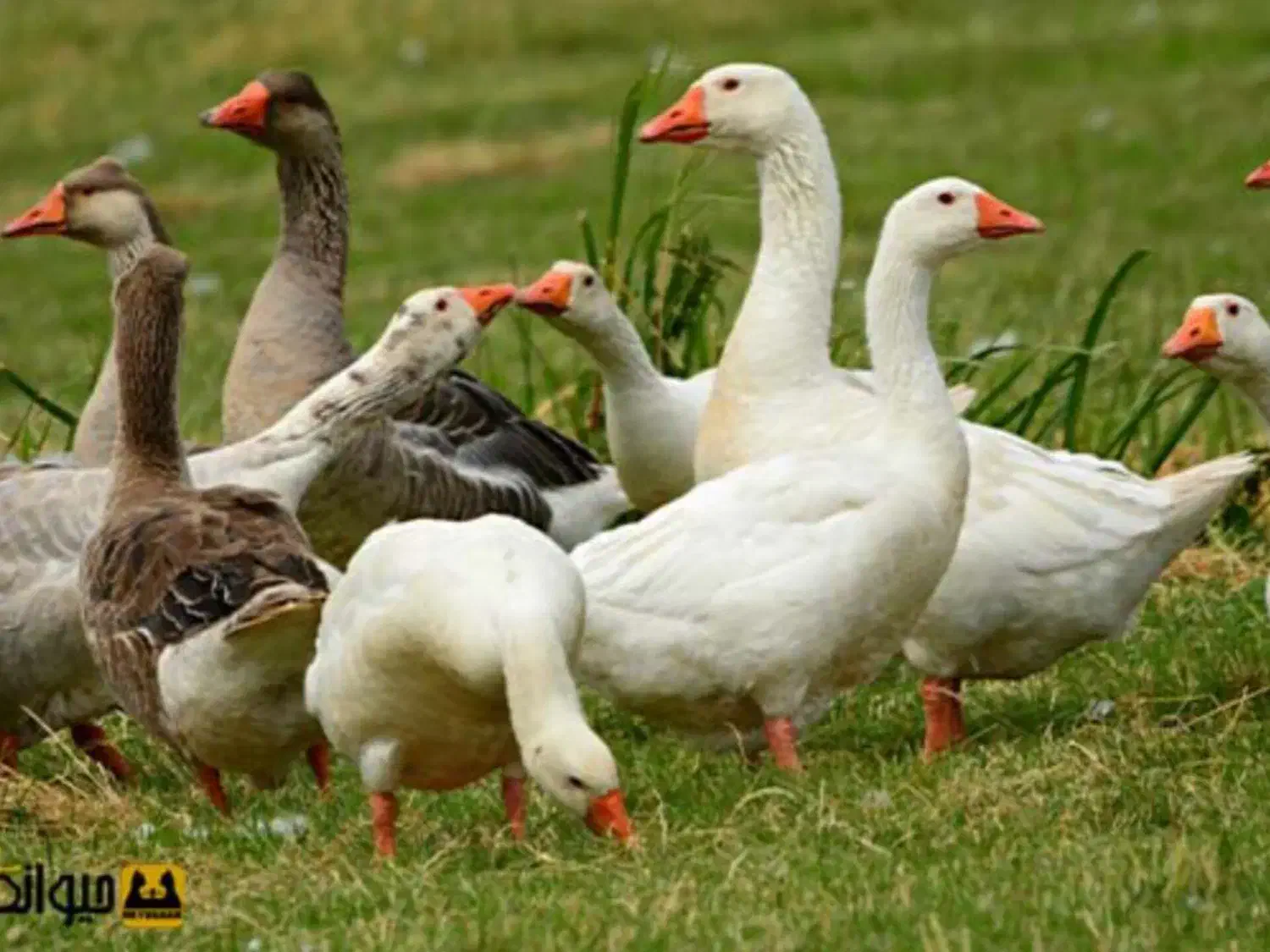 غاز محلی|حیوانات مزرعه|پیرانشهر, |دیوار