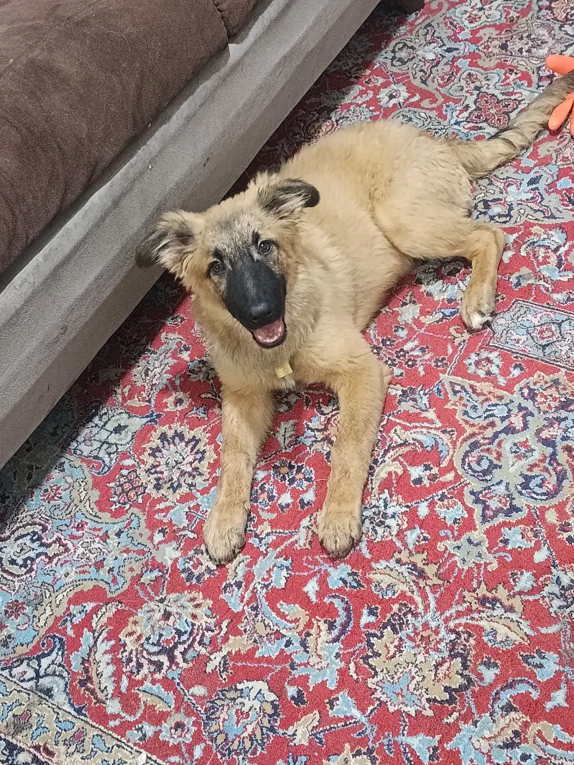 توله ژرمن ورک|سگ|تهران, کیانشهر|دیوار