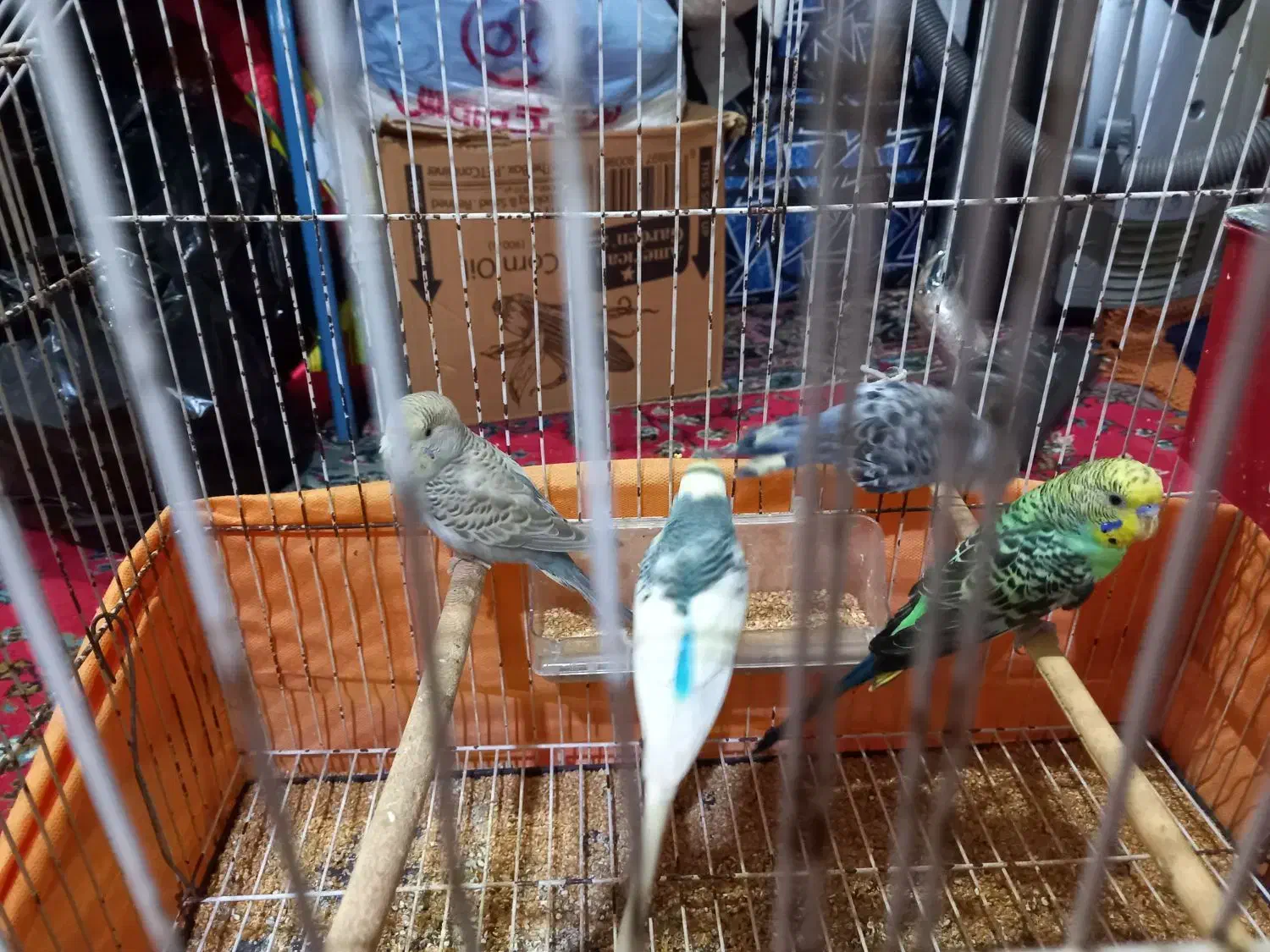 مرغ عشق|پرنده|بندر امام خمینی, |دیوار