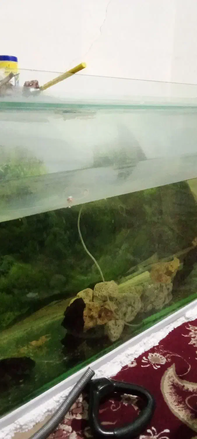 اکواریوم بزرگ|ماهی|خرمآباد, |دیوار