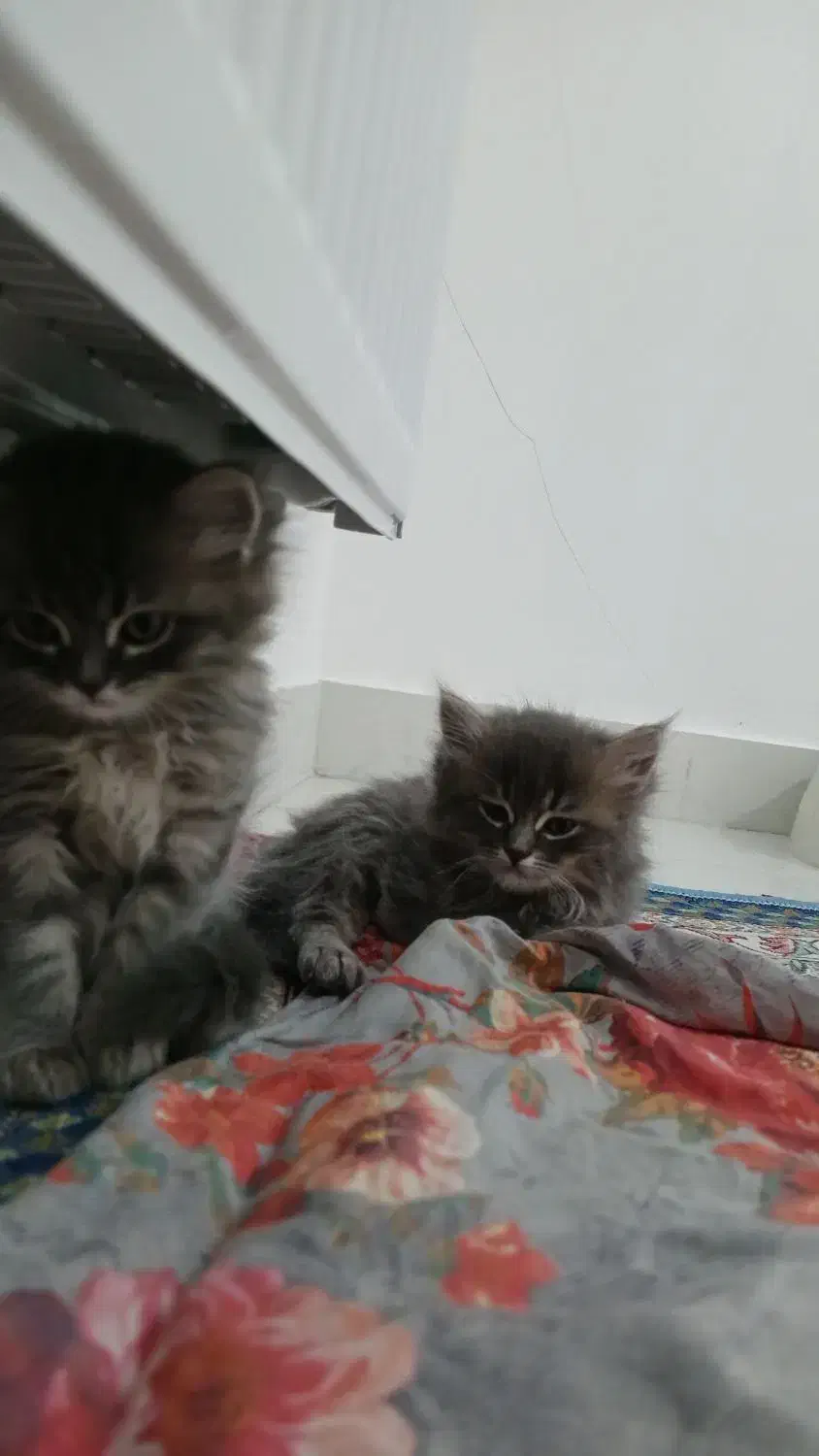 بچه گربه|گربه|اردبیل, |دیوار