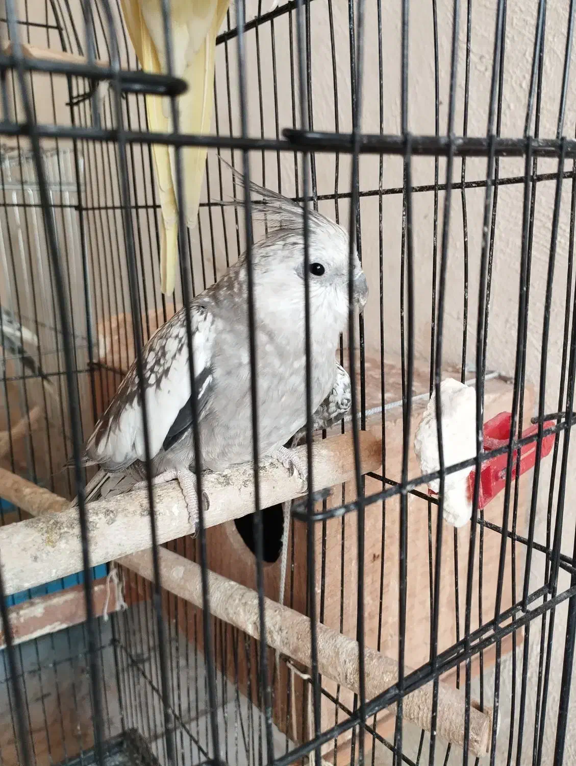 عروس هلندی|پرنده|رامیان, |دیوار