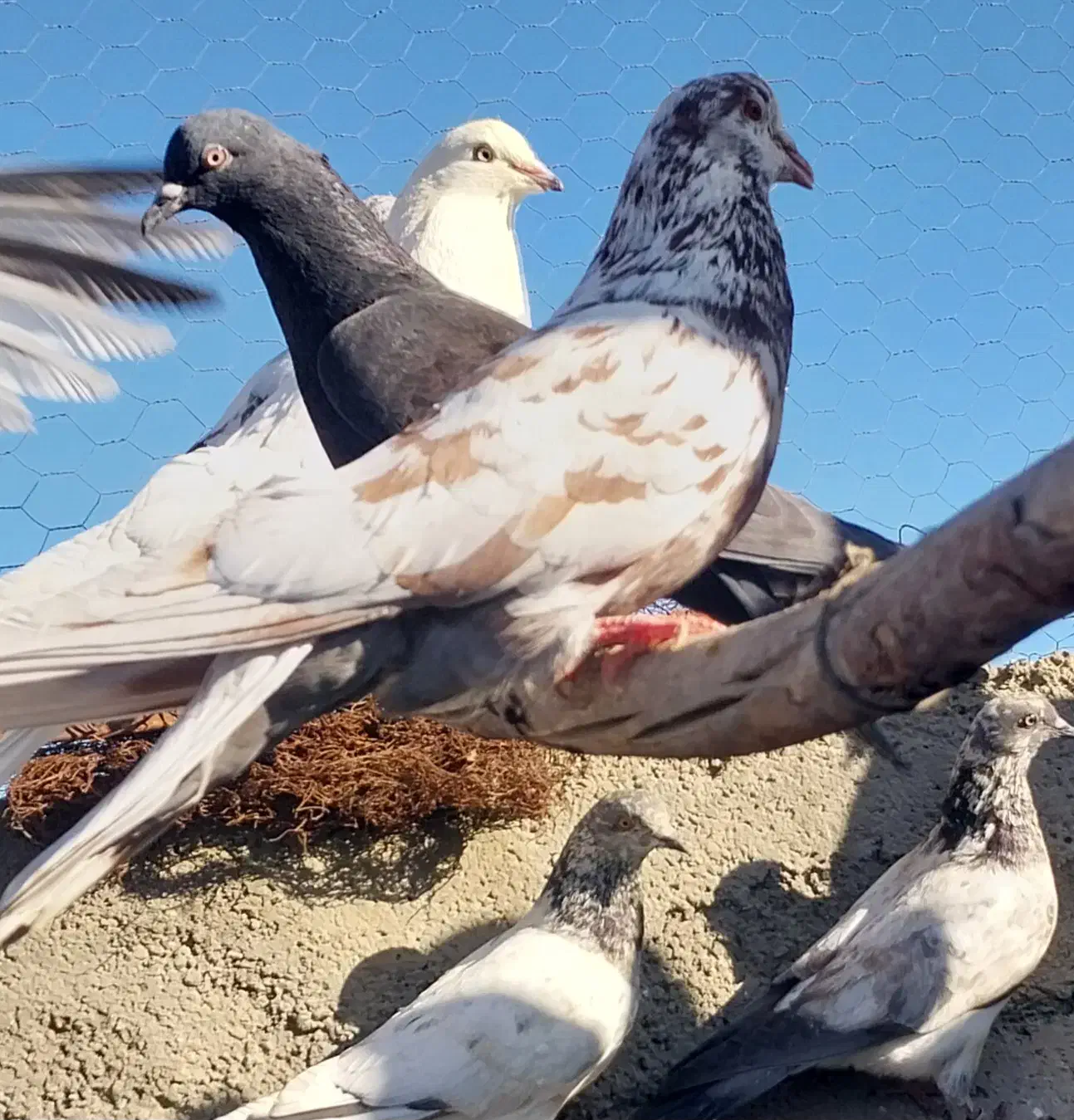 چندتا‌کبوترناجلد|حیوانات|شاهرود, |دیوار