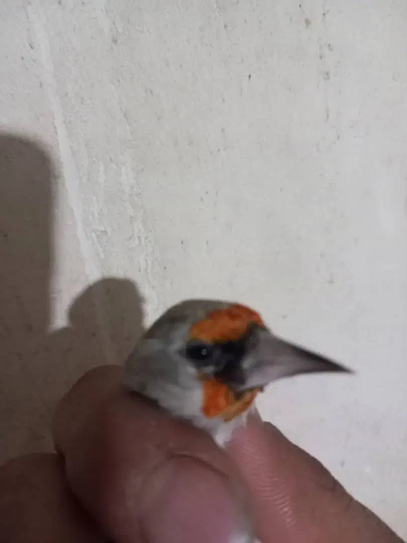 سهره دورگ نر|پرنده|مشکیندشت, |دیوار