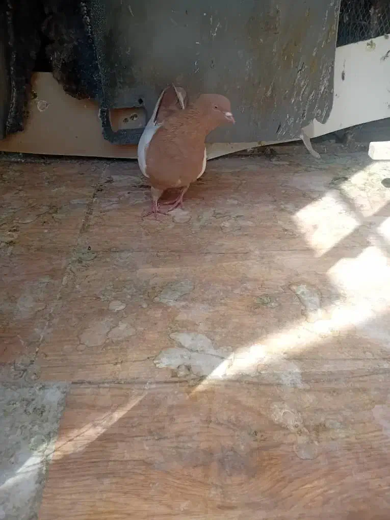 سینه زرد کفتر نر|پرنده|شیراز, تندگویان|دیوار