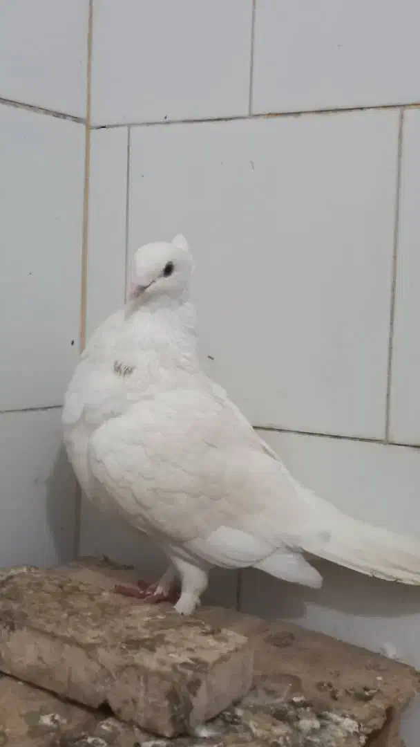 کبوتر نر نوک ریز پا پر باکلا|پرنده|قائمشهر, |دیوار