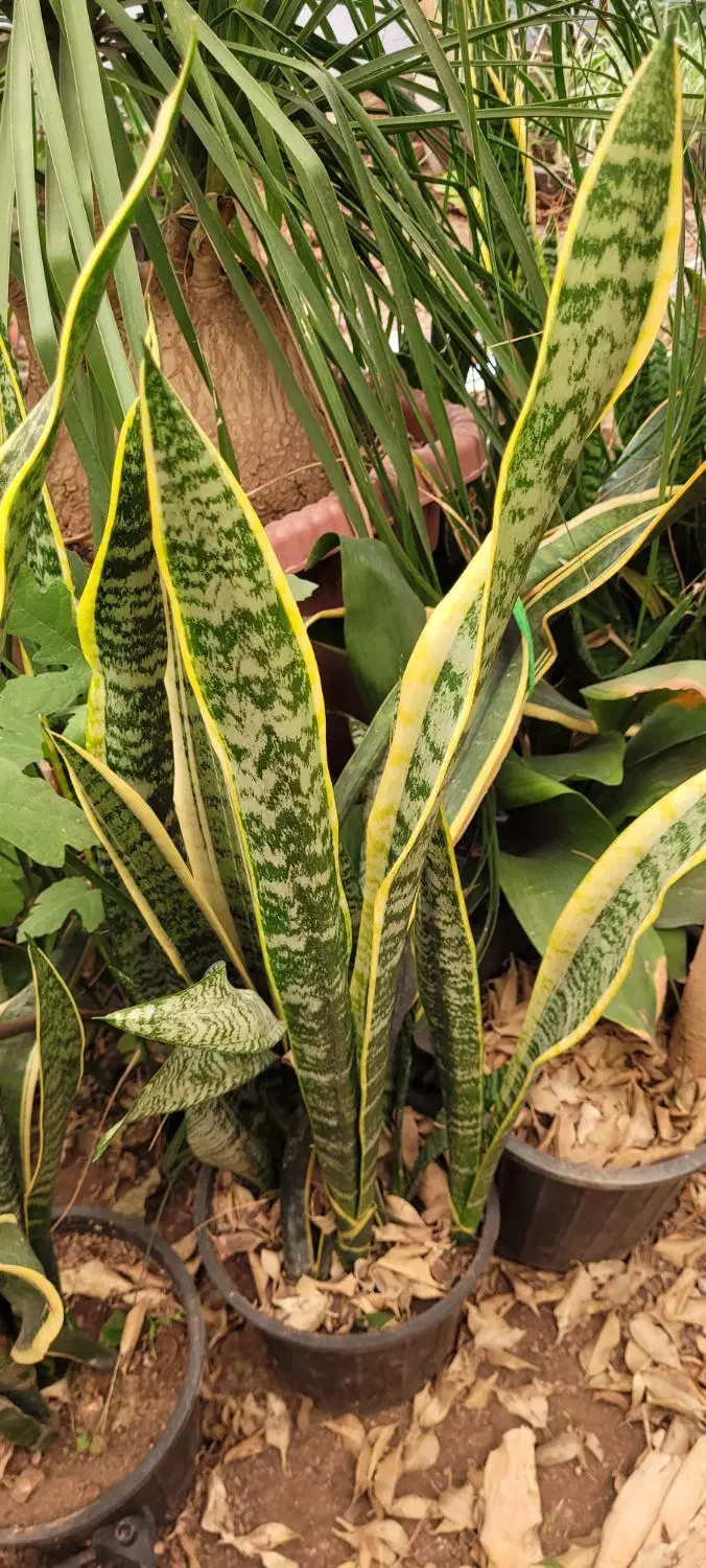 گل و گیاه آپارتمانی|گل و گیاه طبیعی|قزوین, |دیوار