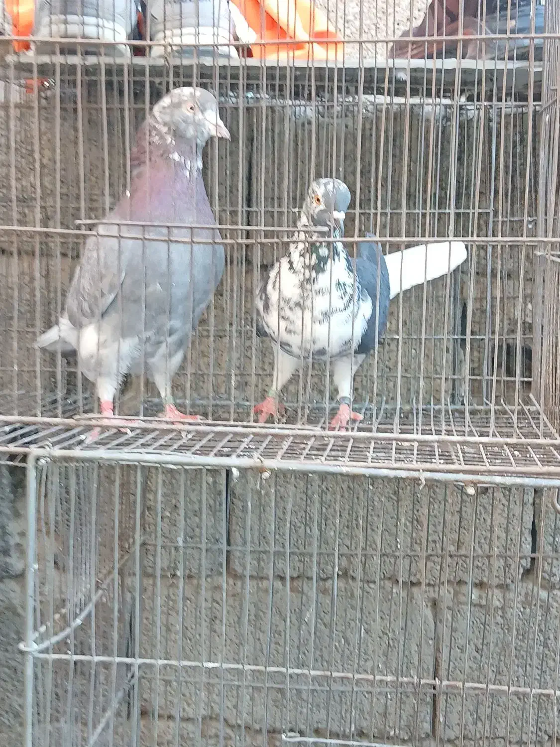 کبوتر سرور.و یجفت ساعت بالا|پرنده|وحیدیه, |دیوار