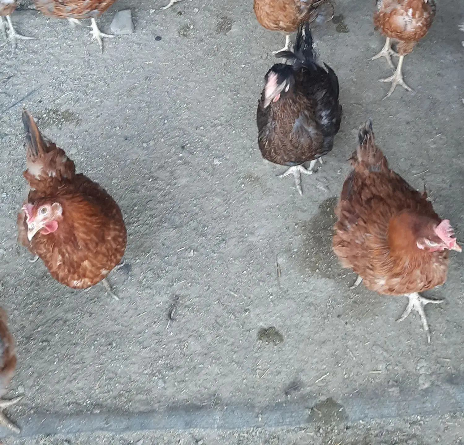 مرغ تخم گذار گلپایگانی و بوقلمون|حیوانات مزرعه|قرچک, شهرک صنعتی کارا|دیوار