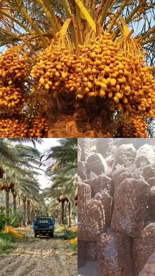 خرمای زاهدی درجه یک|خوردنی و آشامیدنی|قصرشیرین, |دیوار