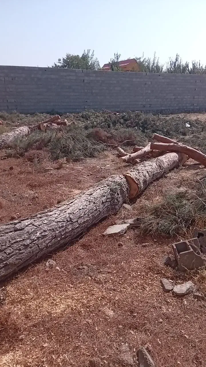 هرس وخرید انواع درخت و چوب|خدمات باغبانی و درختکاری|گلبهار, شهر جدید گلبهار|دیوار