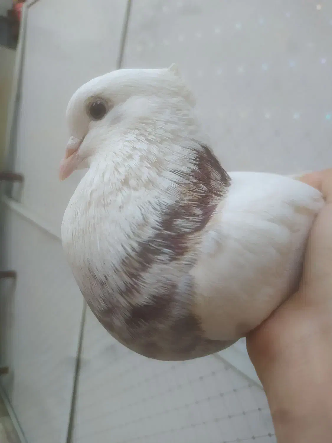 طوقی|پرنده|مسجد سلیمان, |دیوار