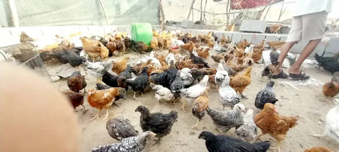 مرغ تخم گزار|حیوانات مزرعه|سندرک, |دیوار