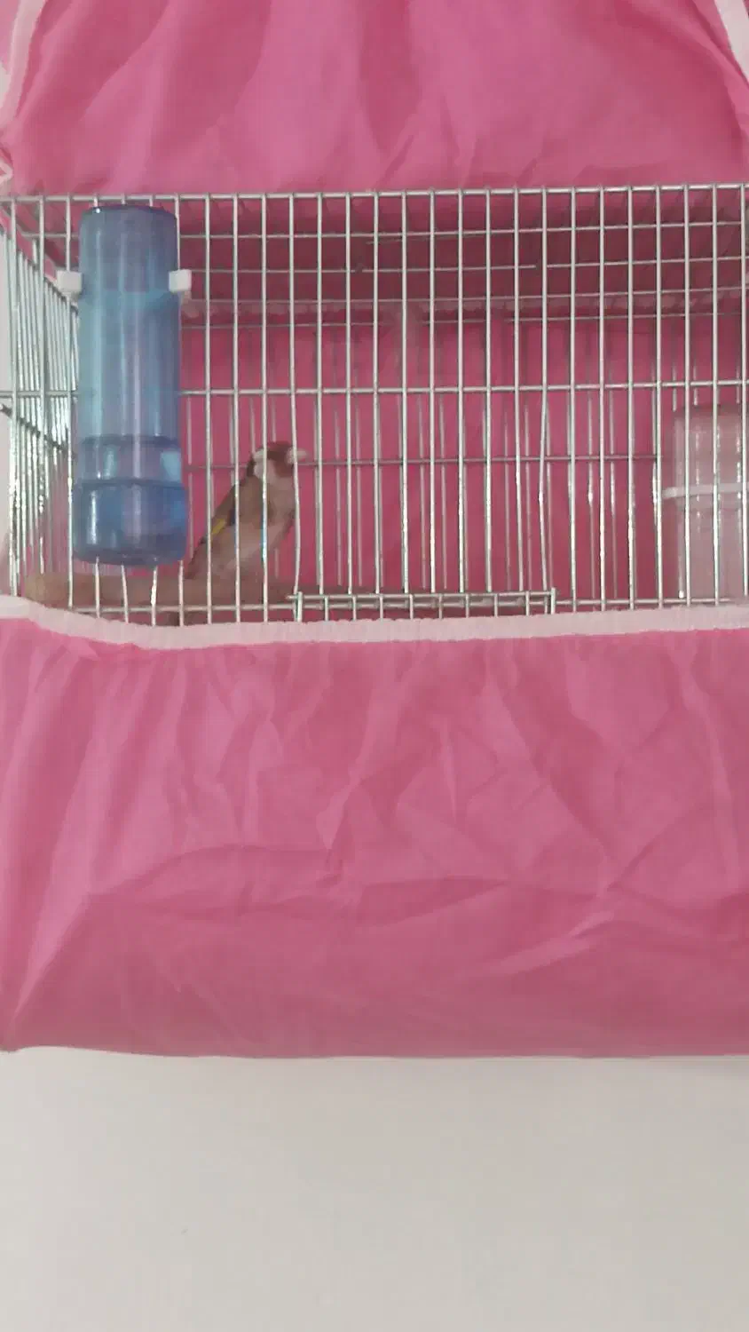 دوتاسهره نر یه گلبسر نر|پرنده|اصفهان, براآن شمالی|دیوار