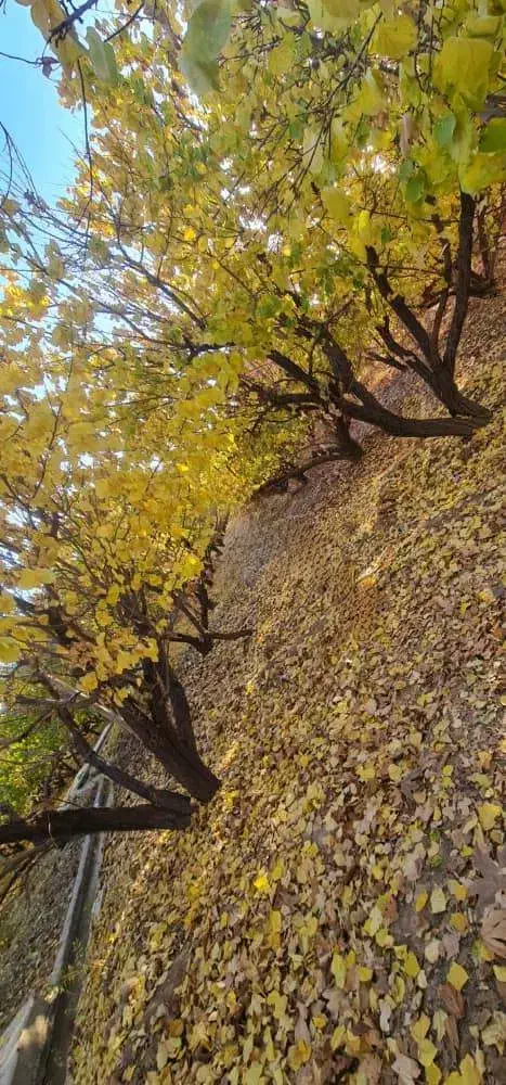 باغ شهری دهشیخ|فروش خانه و ویلا|شیراز, محمدیه|دیوار