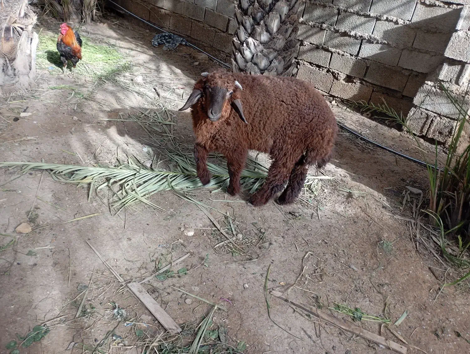 بره|حیوانات مزرعه|اهواز, شهرک دانشگاه|دیوار