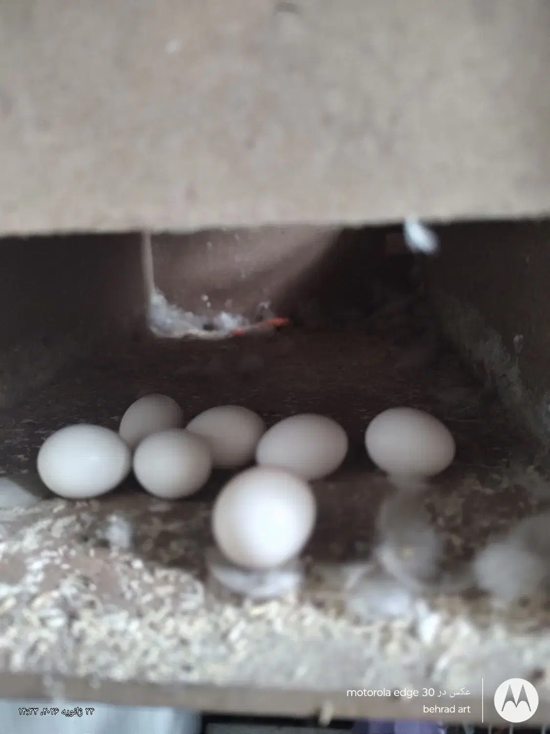 جفت طوطی برزیلی مولد|پرنده|بومهن, |دیوار