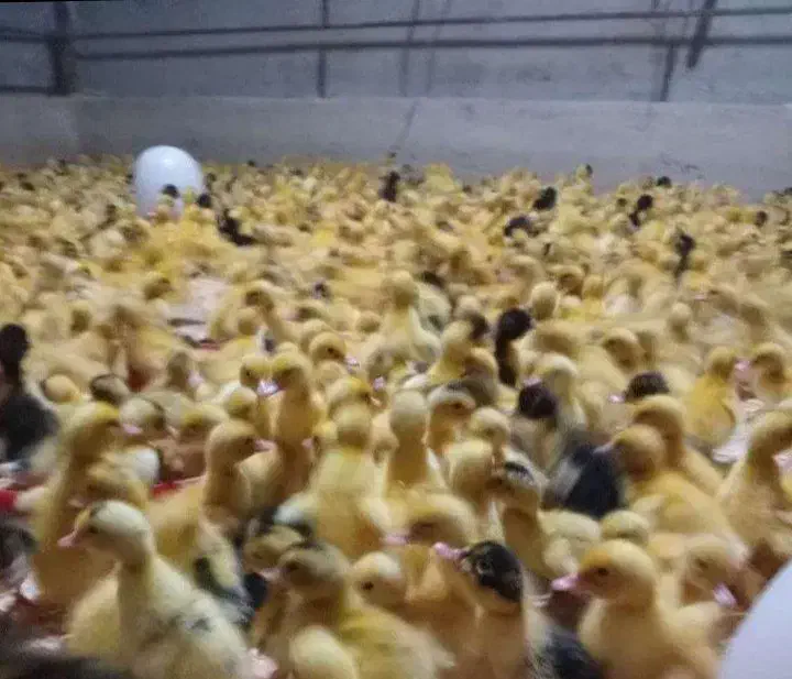 جوجه اردک محلی دورگه ورامینی|حیوانات مزرعه|بابل, |دیوار