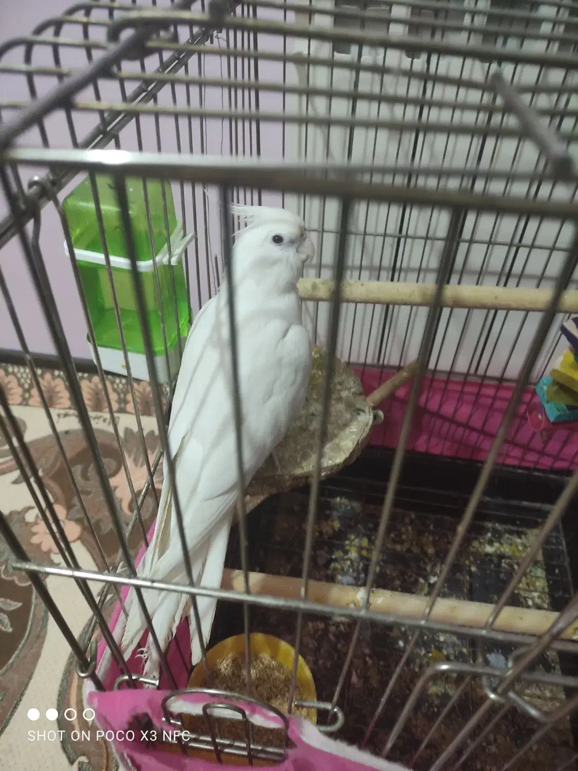 عروس هلندی آلبینو ماده|پرنده|محمدشهر, ولدآباد|دیوار