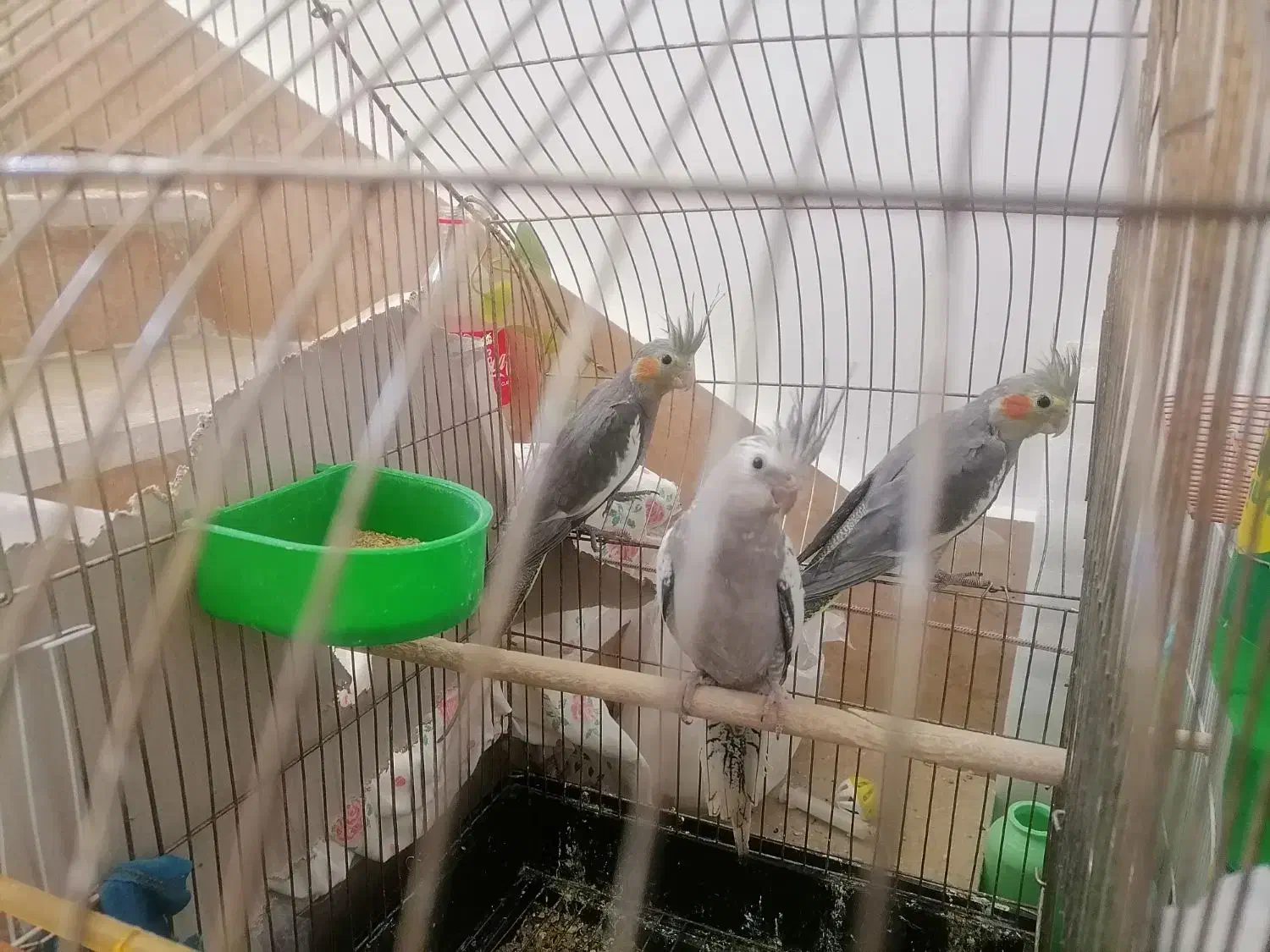 جوجه عروس هلندی|پرنده|نهبندان, |دیوار