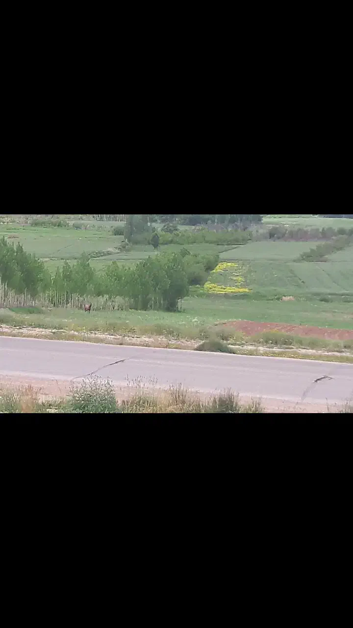 زمین تجاری لب جاده|فروش زمین و ملک کلنگی|قیدار, |دیوار