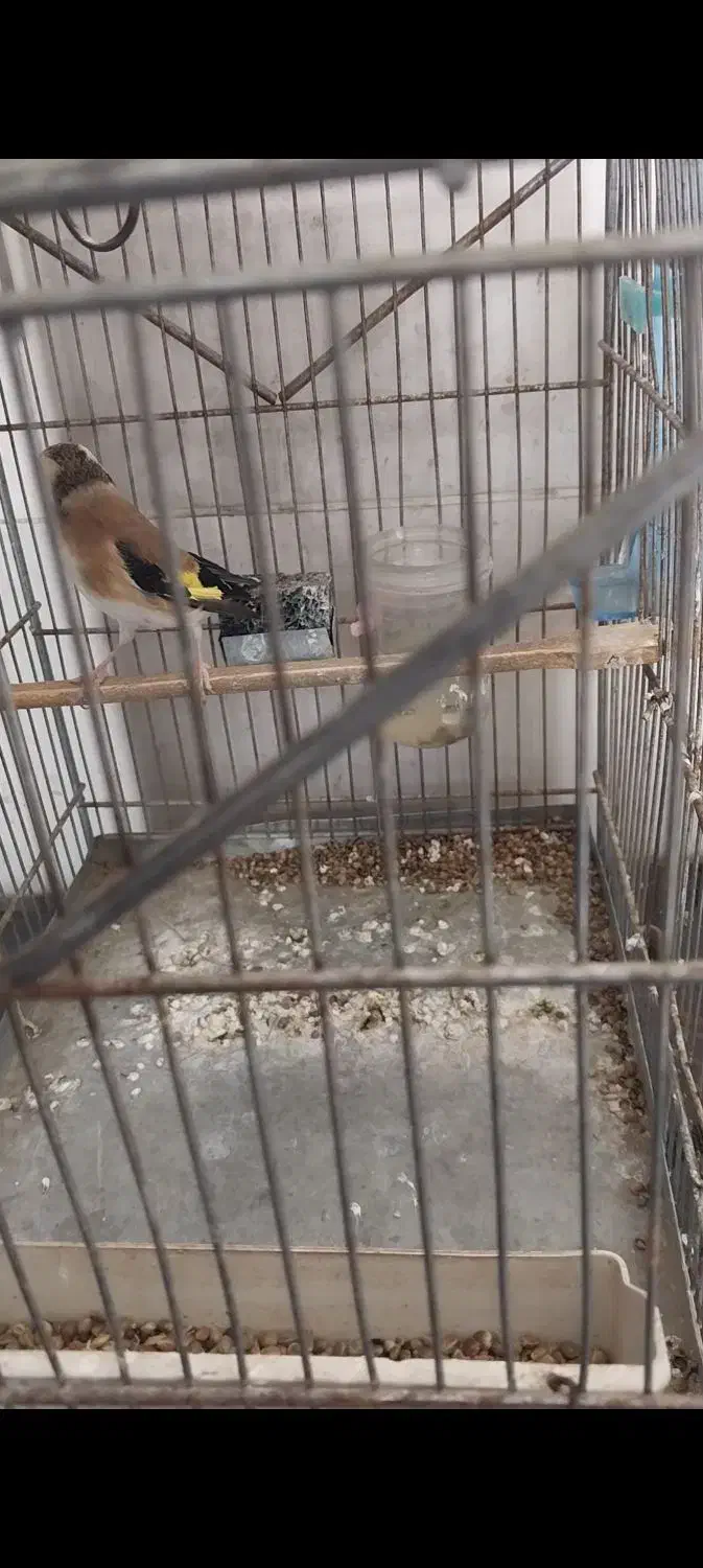 سهره دورگ|پرنده|شیراز, کوشک میدان|دیوار