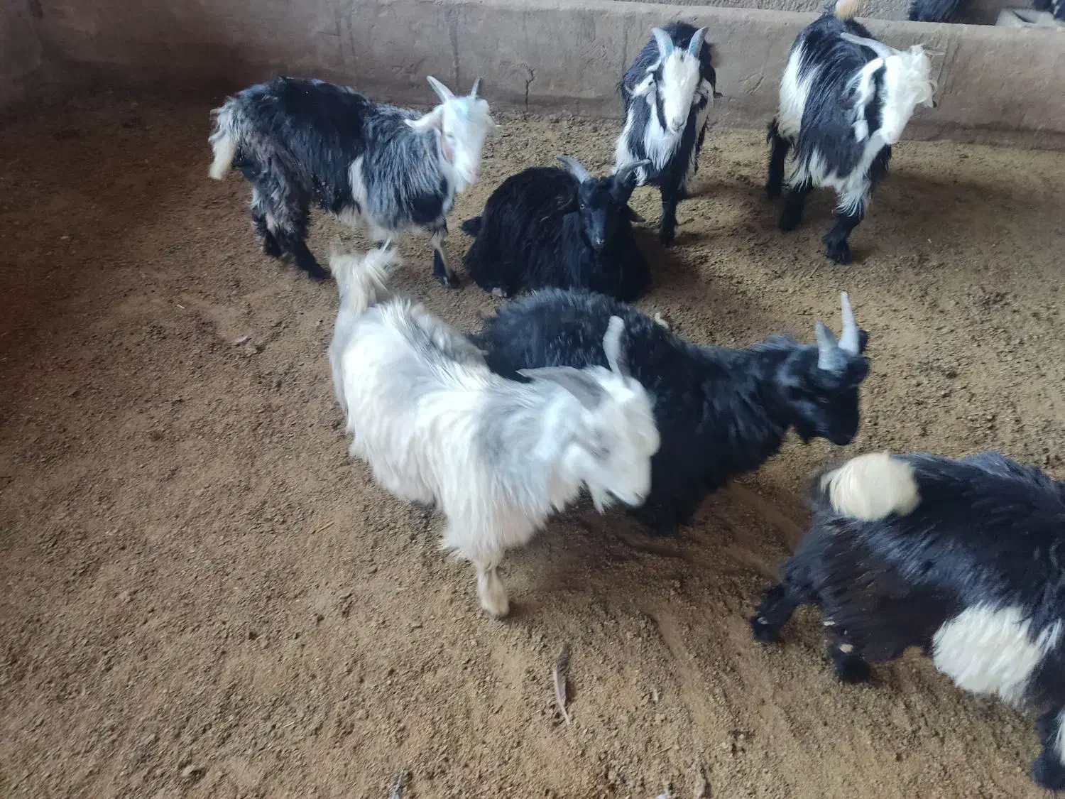 بیگ،بره ،گوشت بیگ ۶۴۰|حیوانات مزرعه|ایذه, |دیوار