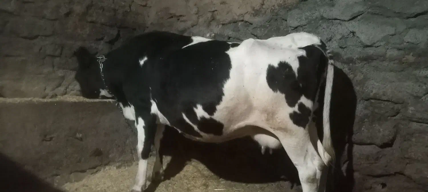 گاو فول گوشت|حیوانات مزرعه|سارال, |دیوار