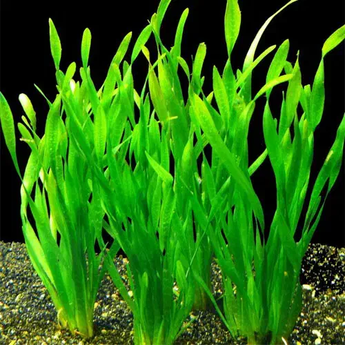 گیاه گندمی اکواریومی|ماهی|قم, خداکرم|دیوار