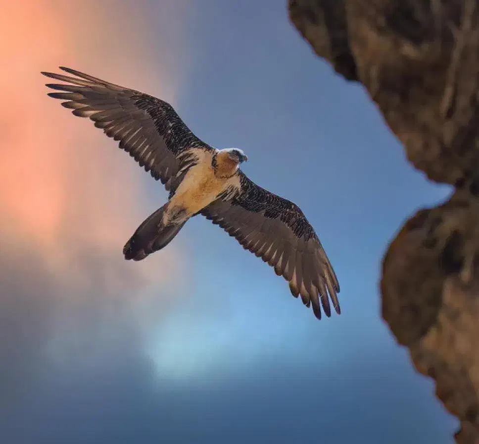 همراه اول 172کد یک گنبد|سیم‌کارت|گنبد کاووس, |دیوار