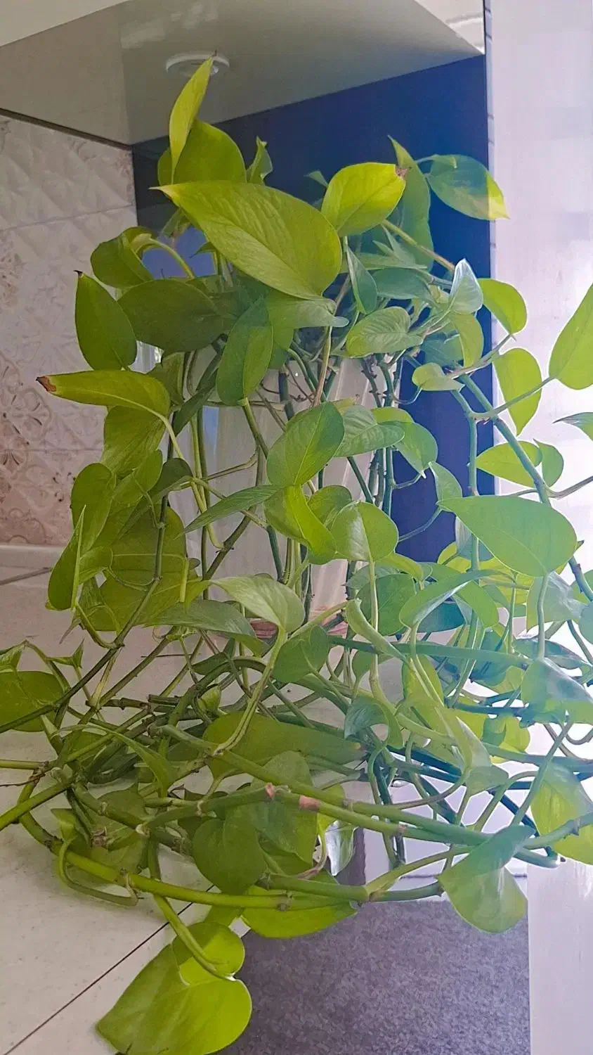 گل پتوس با گلدان سرامیکی سفید|گل و گیاه طبیعی|زرقان, |دیوار