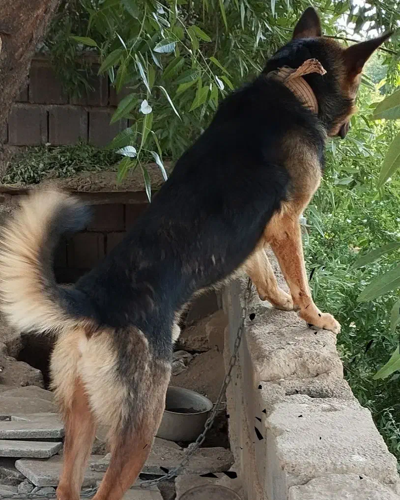 چندروزپیشگمشده۱۰میلیونمژدگانیتقدیممیکنم|حیوانات|همدان, |دیوار