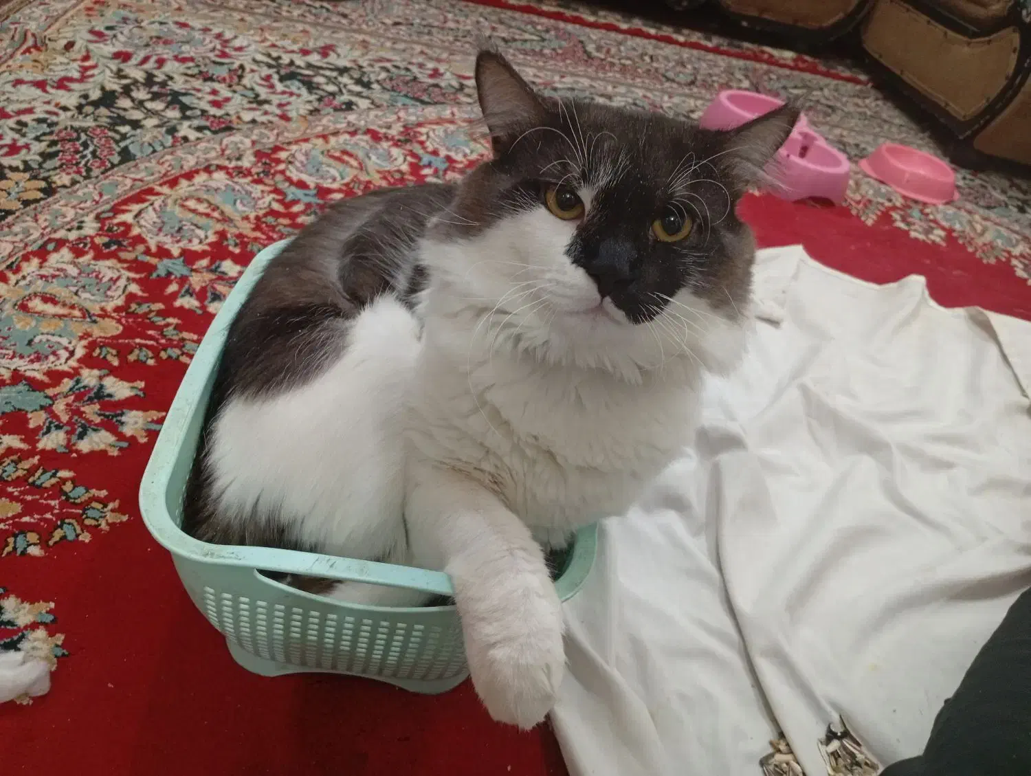 گربه پرشین|گربه|بندرعباس, |دیوار