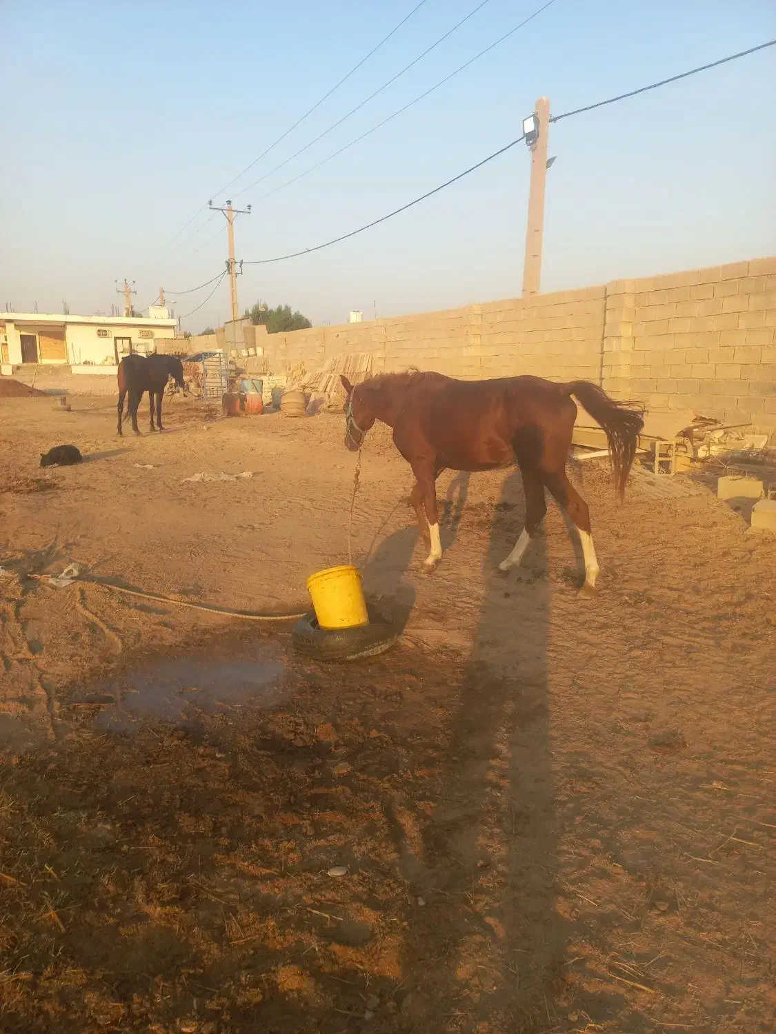 اسب|اسب و تجهیزات اسب‌سواری|شوشتر, |دیوار