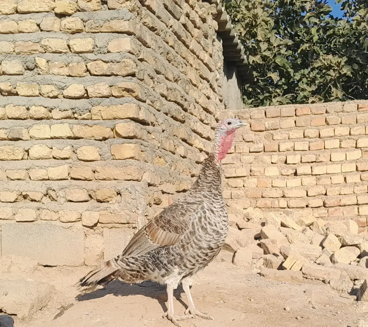 فروش بوقلمون|حیوانات مزرعه|فسا, |دیوار