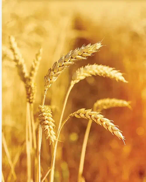 گندم بذری|عمدهفروشی|تربت جام, کشتارگاه|دیوار