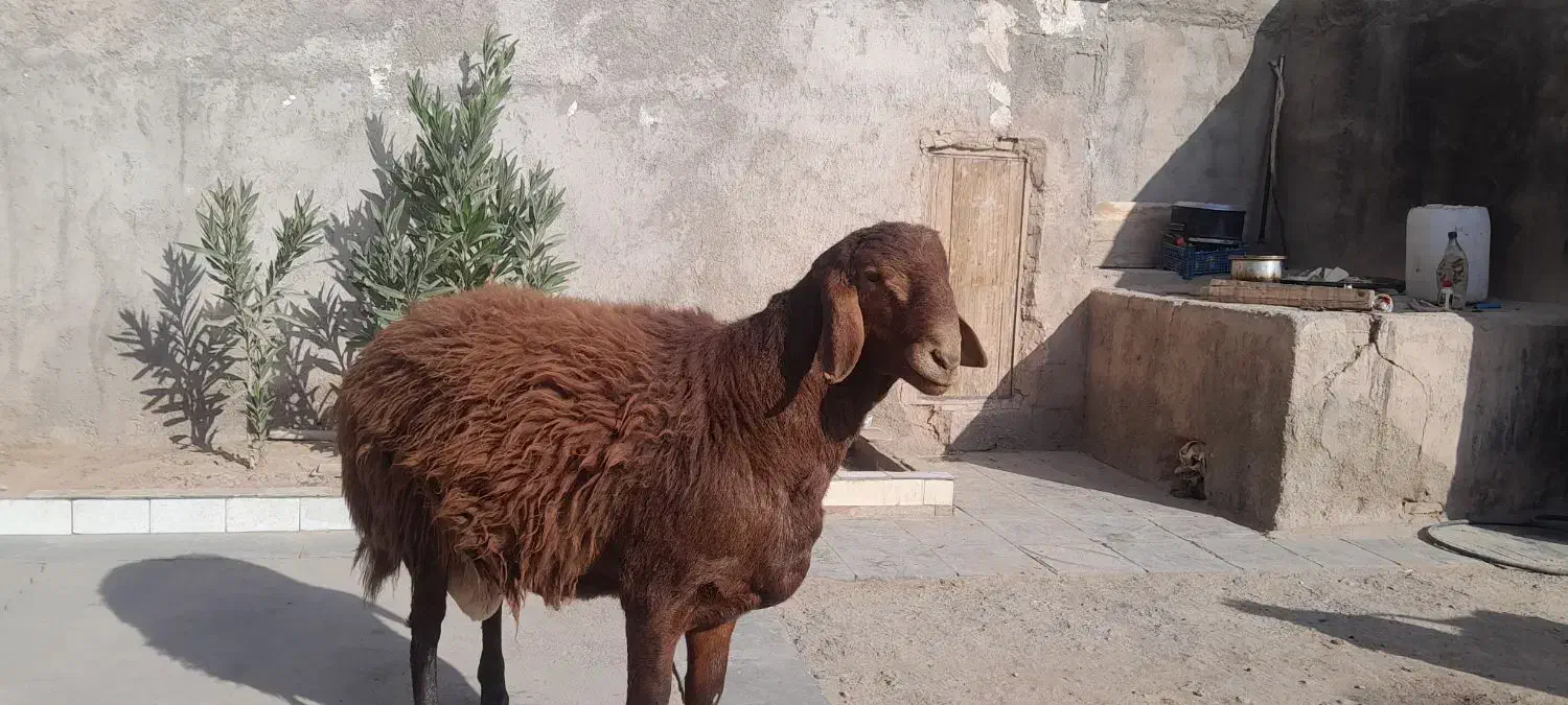 بره نر|حیوانات مزرعه|خواف, |دیوار