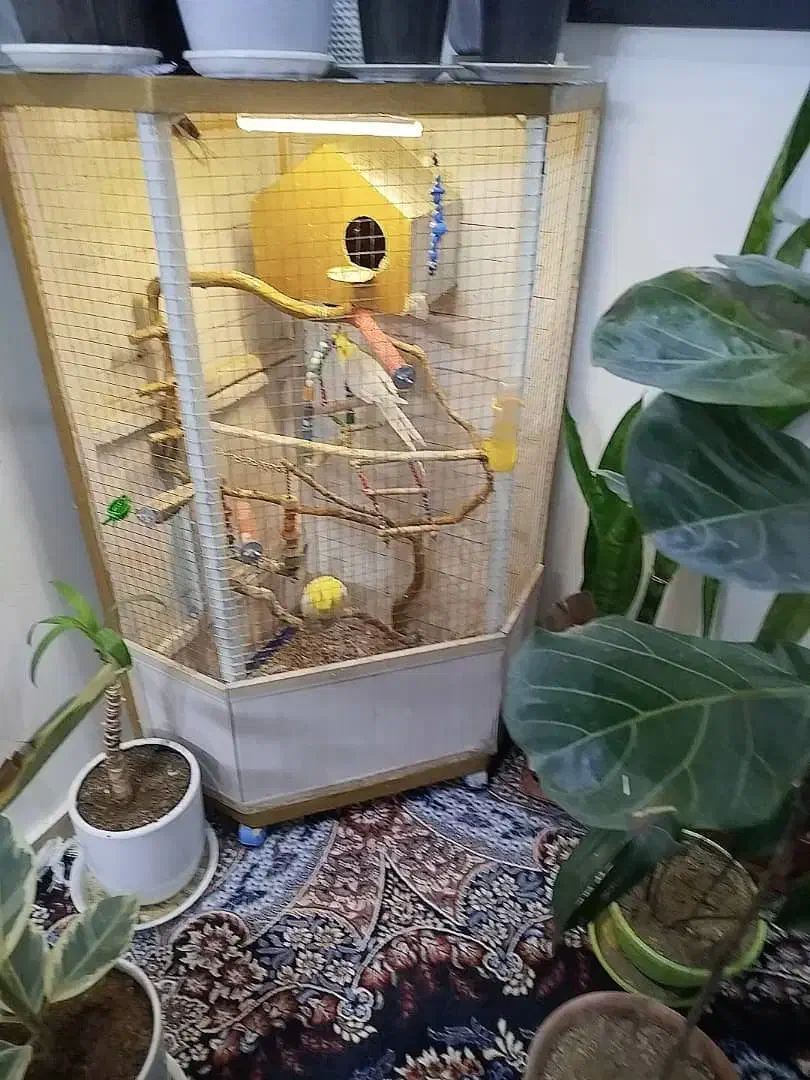 قفس به همراه عروس پاریس|لوازم جانبی حیوانات|اهواز, کارون|دیوار